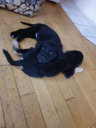 Hallo ihr lieben, Unsere Sky ( schwarze Labradordame)