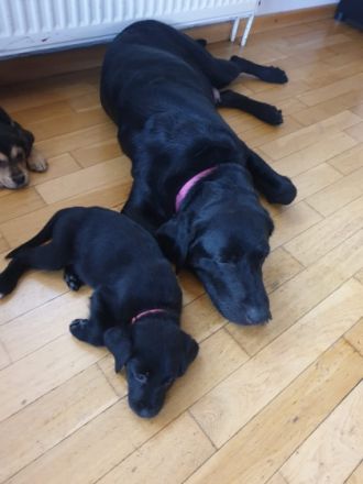 Hallo ihr lieben, Unsere Sky ( schwarze Labradordame)