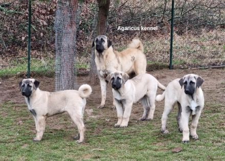 Wir bieten wunderschöne perfekt sozialisierte Kangala