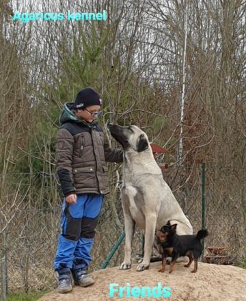 Wir bieten wunderschöne perfekt sozialisierte Kangala