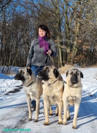 Wir bieten wunderschöne perfekt sozialisierte Kangala