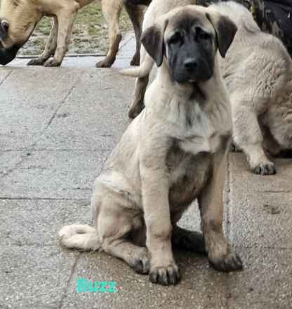 Wir bieten wunderschöne perfekt sozialisierte Kangala