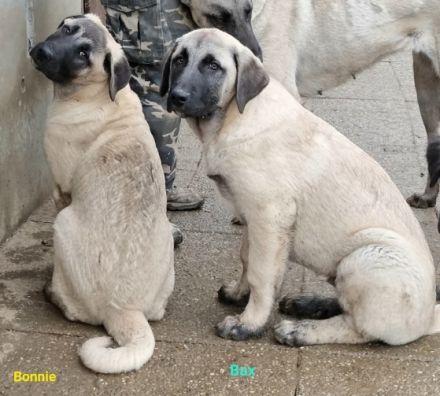 Wir bieten wunderschöne perfekt sozialisierte Kangala
