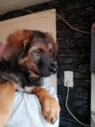 Hallo liebe Tierfreunde, nun sind wir schon 11 Wochen