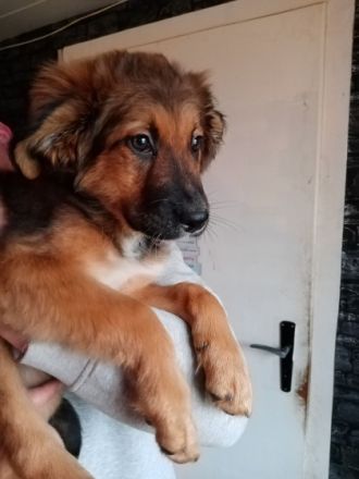 Hallo liebe Tierfreunde, nun sind wir schon 11 Wochen