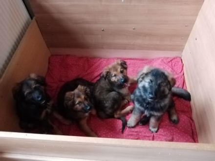 Hallo liebe Tierfreunde, nun sind wir schon 11 Wochen