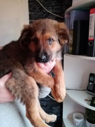 Hallo liebe Tierfreunde, nun sind wir schon 11 Wochen