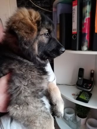 Hallo liebe Tierfreunde, nun sind wir schon 11 Wochen