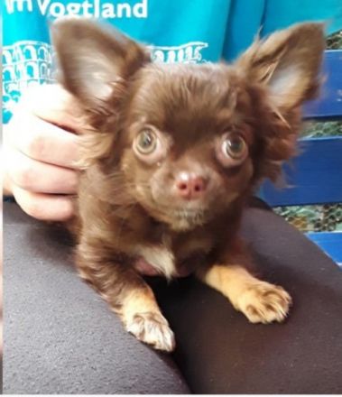 Aus unserer kleinen liebevollen Zucht suchen noch Klara