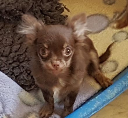 Aus unserer kleinen liebevollen Zucht suchen noch Klara