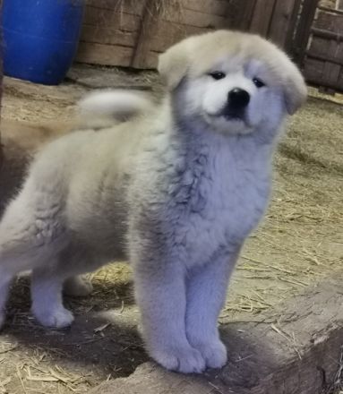 Am 12.01.2022 hat meine Akita inu Hündin 5 wunderschöne