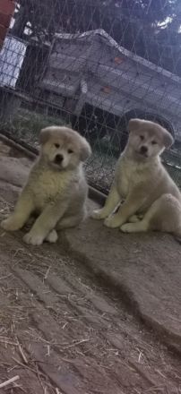 Am 12.01.2022 hat meine Akita inu Hündin 5 wunderschöne