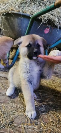 Am 12.01.2022 hat meine Akita inu Hündin 5 wunderschöne