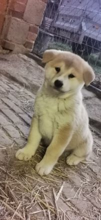 Am 12.01.2022 hat meine Akita inu Hündin 5 wunderschöne