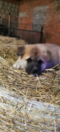 Am 12.01.2022 hat meine Akita inu Hündin 5 wunderschöne