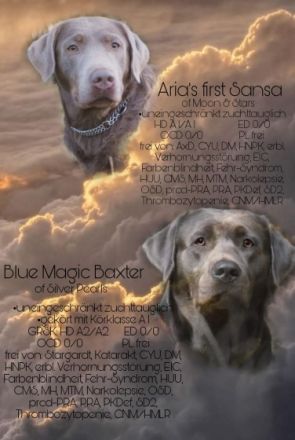 Liebe Welpen-Interessenten, wir alle haben in der