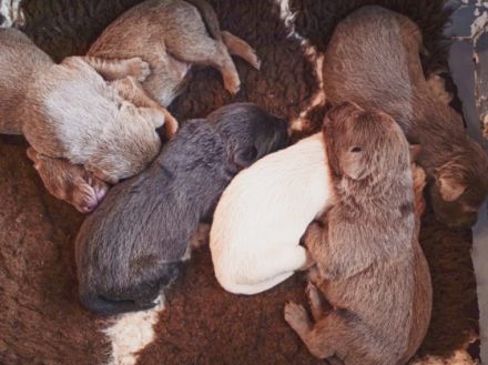 Liebe Welpen-Interessenten, wir alle haben in der