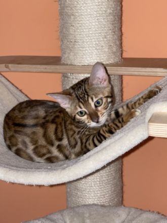 Herzlich Willkommen liebe Katzenfreunde, wir sind eine