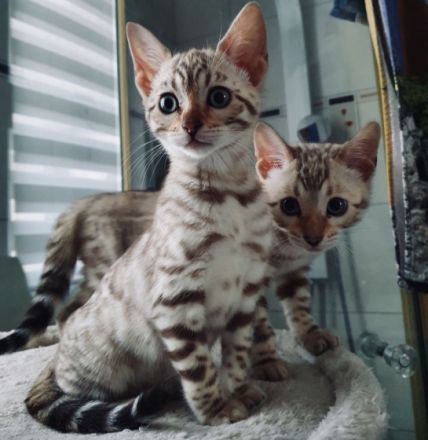 Herzlich Willkommen liebe Katzenfreunde, wir sind eine