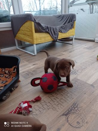 Gesunde, reinrassige Welpen, Familien freundlich.