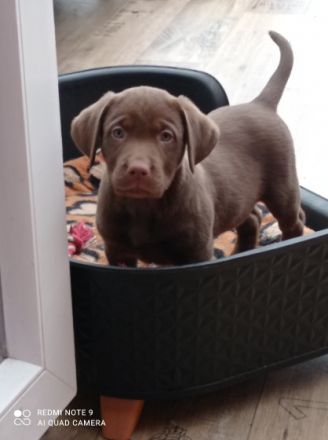 Gesunde, reinrassige Welpen, Familien freundlich.