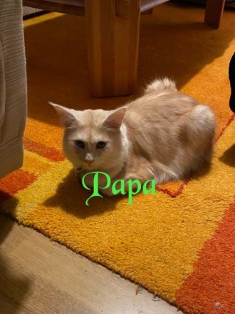 Ich Balu bin ein kleiner Frechdachs mache altersgemäßig