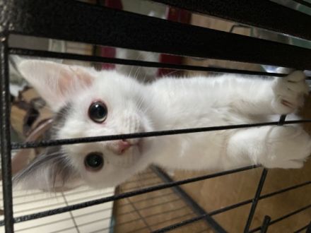 Ich Balu bin ein kleiner Frechdachs mache altersgemäßig