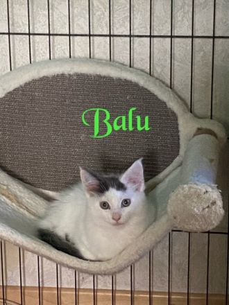 Ich Balu bin ein kleiner Frechdachs mache altersgemäßig