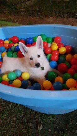 Wir erwarten im Mai 2025 einen reinen Stockhaarwurf