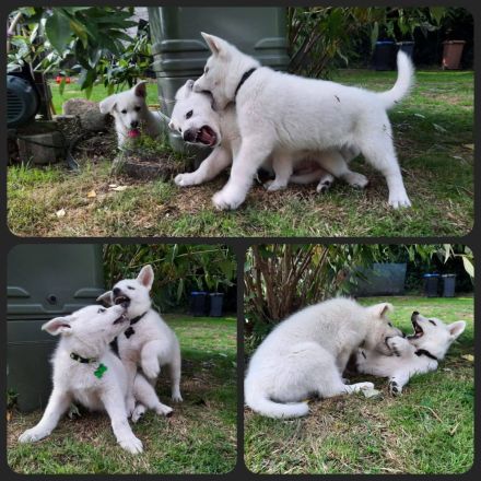 Wir erwarten im Mai 2025 einen reinen Stockhaarwurf