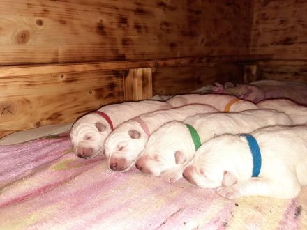 Wir erwarten im Mai 2025 einen reinen Stockhaarwurf