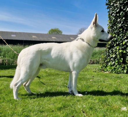 Wir erwarten im Mai 2025 einen reinen Stockhaarwurf