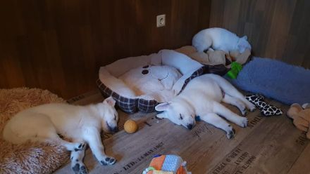 Wir erwarten im Mai 2025 einen reinen Stockhaarwurf