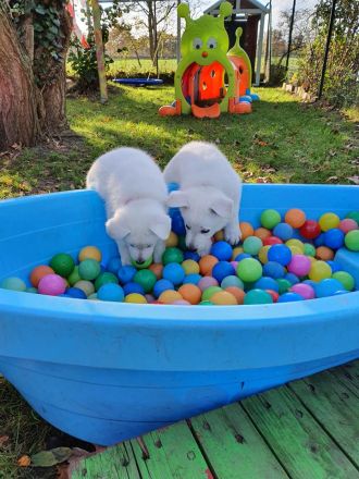Wir erwarten im Mai 2025 einen reinen Stockhaarwurf