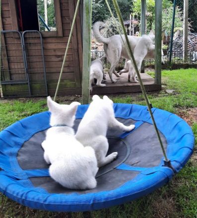 Wir erwarten im Mai 2025 einen reinen Stockhaarwurf