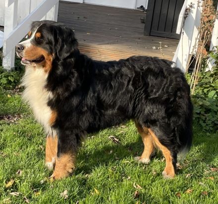 Clooney von den Brüner Höhen, Internationaler Champion