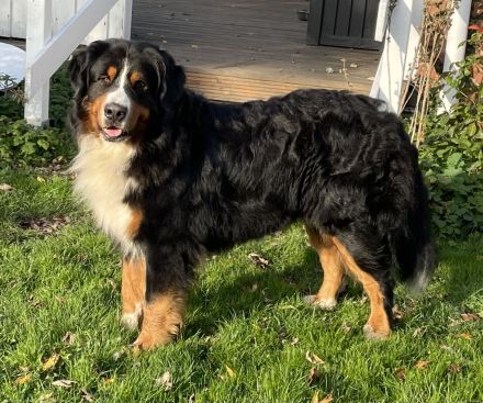 Clooney von den Brüner Höhen, Internationaler Champion