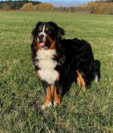 Clooney von den Brüner Höhen, Internationaler Champion