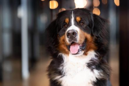 Clooney von den Brüner Höhen, Internationaler Champion