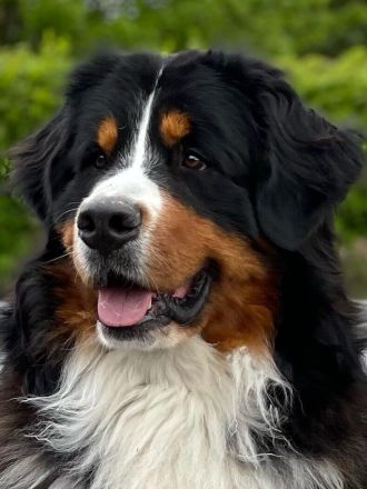 Clooney von den Brüner Höhen, Internationaler Champion