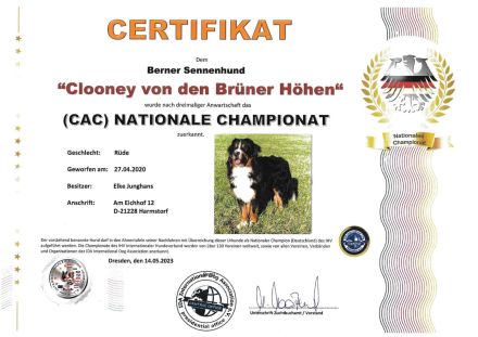 Clooney von den Brüner Höhen, Internationaler Champion