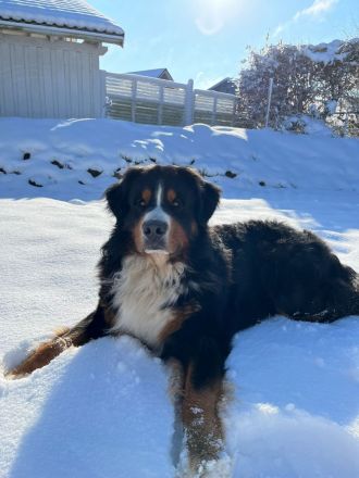 Clooney von den Brüner Höhen, Internationaler Champion