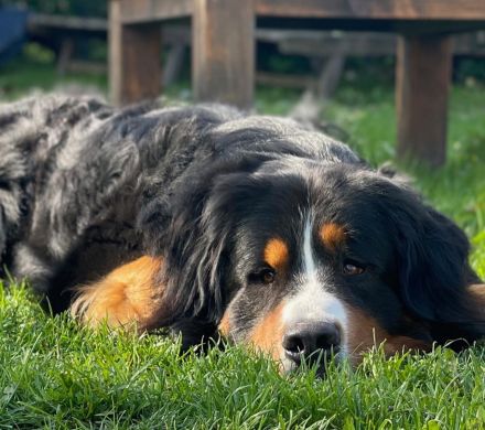 Clooney von den Brüner Höhen, Internationaler Champion