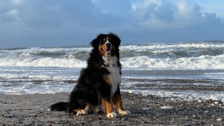 Clooney von den Brüner Höhen, Internationaler Champion