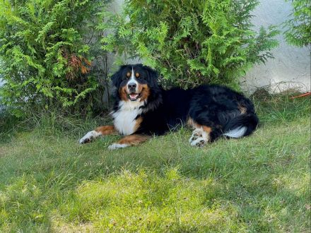 Clooney von den Brüner Höhen, Internationaler Champion