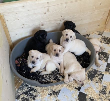 Unsere Ruby hat uns Anfang Januar 10 wunderschöne