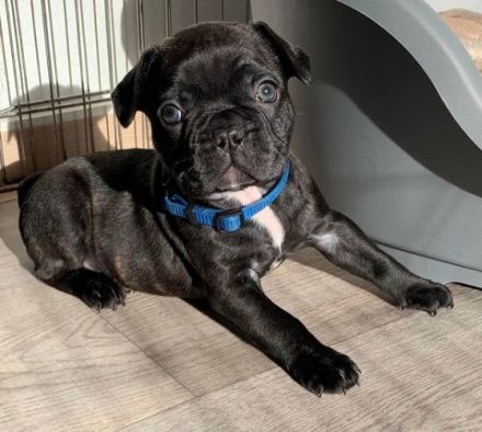 Unsere Welpen sind am 24.12.21 gesund zur Welt gekommen