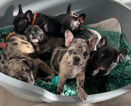 Unsere Welpen sind am 24.12.21 gesund zur Welt gekommen