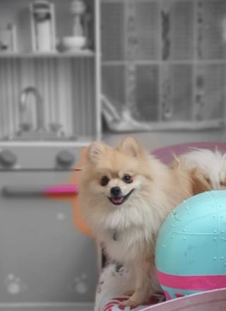 Am 16.02. sind bei uns ganz bezaubernde Pomchi Welpen