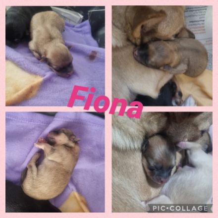 Am 16.02. sind bei uns ganz bezaubernde Pomchi Welpen